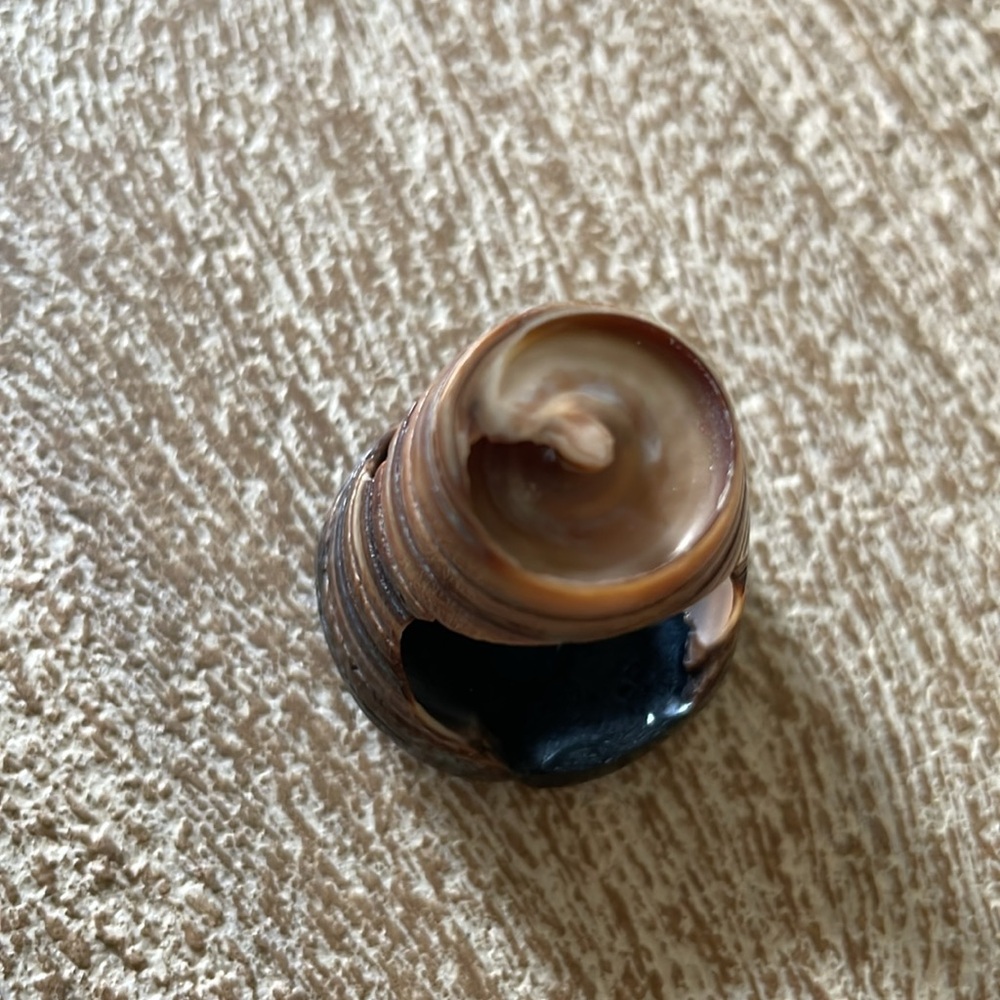 Real Shell ring - Picture 7 of 8